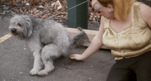 pink-crap-flamingos-dog-poop